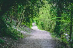 Winding Forest Hiking Trail Green Foliage royalty free stock image Winding Forest Hiking Trail Green Foliage royalty free stock image