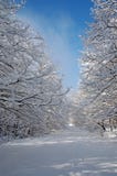 Forest In Winter Time Royalty Free Stock Images