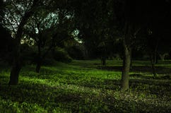 Forest in the light of the night, group of trees inside the shadows in the light of night royalty free stock image Forest in the light of the night, group of trees inside the shadows in the light of night royalty free stock image
