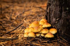 Forest mushrooms of the genus Hypholoma royalty free stock images Forest mushrooms of the genus Hypholoma royalty free stock images
