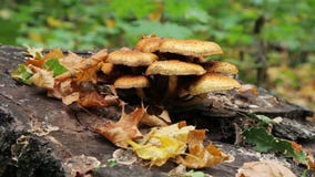 Forest Mushrooms-Schiebertrieb Forest Mushrooms-Schiebertrieb
