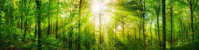Forest Panorama With Warm Sunrays Stock Photography Forest Panorama With Warm Sunrays Stock Photography