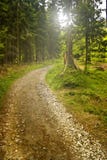 Forest Path Royalty Free Stock Images Forest Path Royalty Free Stock Images