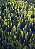 Forest of Pine Trees royalty free stock image Forest of Pine Trees royalty free stock image
