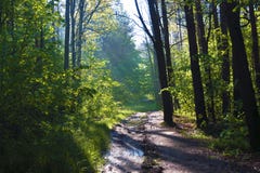 Forest after rain