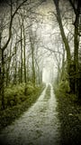Forest Road Royalty Free Stock Photos Forest Road Royalty Free Stock Photos