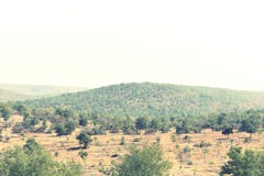 A forest situated in Andhra Pradesh at Kurnool District