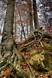 Forest Trees Stock Image Forest Trees Stock Image