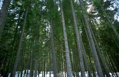 Forest Trees In Winter Stock Image Forest Trees In Winter Stock Image