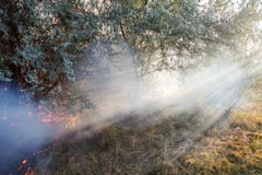 Forest wildfire due to dry windy weather. Sunrays light going through heavy smoke. Light beam royalty free stock photos Forest wildfire due to dry windy weather. Sunrays light going through heavy smoke. Light beam royalty free stock photos