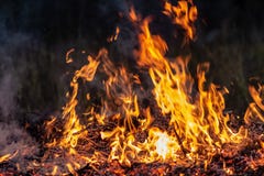 Forest wildfire at night whole area covered by flame and clouds of dark smoke. Distorted details due high temperature and stock images Forest wildfire at night whole area covered by flame and clouds of dark smoke. Distorted details due high temperature and stock images