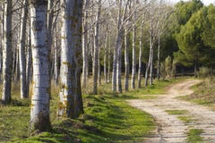 Forest With Rural Way Royalty Free Stock Images Forest With Rural Way Royalty Free Stock Images