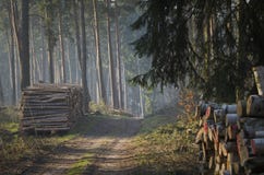 Forest With Wood On The Side Of The Road. Stock Photos Forest With Wood On The Side Of The Road. Stock Photos