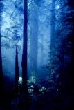 Foresta