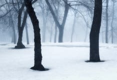 Foresta di inverno in nebbia Alberi nebbiosi nella mattina fredda Fotografie Stock Foresta di inverno in nebbia Alberi nebbiosi nella mattina fredda Fotografie Stock