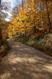 Foresta di Irati fotografia stock libera da diritti Foresta di Irati fotografia stock libera da diritti