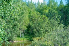 Foresta leggiadramente e stagno invaso, il lago sui precedenti della betulla immagini stock Foresta leggiadramente e stagno invaso, il lago sui precedenti della betulla immagini stock