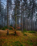 Foresta mistica terrificante con erba verde e gli alberi caduti variopinti immagine stock Foresta mistica terrificante con erba verde e gli alberi caduti variopinti immagine stock