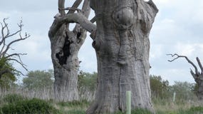 Foresta petrificata antica di driadi della quercia che gode del giorno che celebra 2000 anni 6 fotografia stock libera da diritti Foresta petrificata antica di driadi della quercia che gode del giorno che celebra 2000 anni 6 fotografia stock libera da diritti
