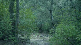 Foresta in primavera, Spagna Foresta in primavera, Spagna