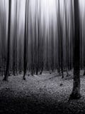 Foresta scura con gli alberi infiniti Foresta scura con gli alberi infiniti