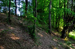 Foresta selvaggia fotografia stock Foresta selvaggia fotografia stock