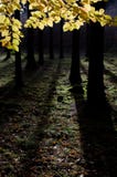 Foresta variopinta autunnale immagini stock libere da diritti Foresta variopinta autunnale immagini stock libere da diritti