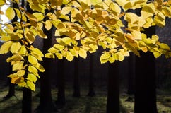 Foresta variopinta d'autunno immagini stock Foresta variopinta d'autunno immagini stock