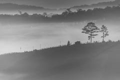 The forest in dawn royalty free stock photo The forest in dawn royalty free stock photo