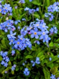 Forget-me-not, μπλε λουλούδι ένα σημάδι φύσης στοκ εικόνες Forget-me-not, μπλε λουλούδι ένα σημάδι φύσης στοκ εικόνες