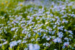 Forget-me-nots στην άνθιση στον πράσινο τομέα καλοκαίρι κήπων λουλουδιών ανθών Στοκ φωτογραφία με δικαίωμα ελεύθερης χρήσης Forget-me-nots στην άνθιση στον πράσινο τομέα καλοκαίρι κήπων λουλουδιών ανθών Στοκ φωτογραφία με δικαίωμα ελεύθερης χρήσης