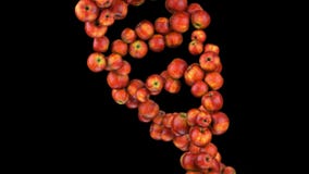 Formation of DNA. DNA strands are assembled from red apples. 4K stock illustration Formation of DNA. DNA strands are assembled from red apples. 4K stock illustration