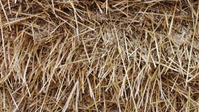 Forme para los animales del campo para el invierno Pila grande de opinión ascendente cercana del heno o de la paja almacen de metraje de vídeo Forme para los animales del campo para el invierno Pila grande de opinión ascendente cercana del heno o de la paja almacen de metraje de vídeo