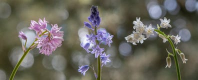 Formes de couleur de la jacinthe des bois espagnole ( ; Hyacinthoides hispanica) ; photos libres de droits Formes de couleur de la jacinthe des bois espagnole ( ; Hyacinthoides hispanica) ; photos libres de droits