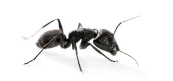 Formica del legno, vago del Camponotus fotografia stock libera da diritti Formica del legno, vago del Camponotus fotografia stock libera da diritti