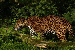 Formidabel jaguar arkivfoton Formidabel jaguar arkivfoton