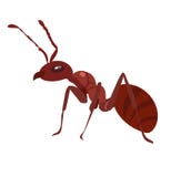 FORMIGA DE FOGO ilustração do vetor FORMIGA DE FOGO ilustração do vetor