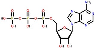 Formule structurelle de l'adénosine triphosphate (triphosphate d'adénosine) illustration stock Formule structurelle de l'adénosine triphosphate (triphosphate d'adénosine) illustration stock