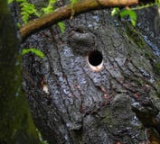Foro del nido del picchio in un albero immagini stock libere da diritti Foro del nido del picchio in un albero immagini stock libere da diritti