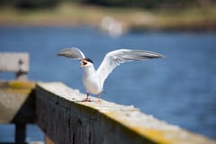 Forster tern - mostku forsteri, dorosła hodowla, skrzydła rozprzestrzeniający Obrazy Royalty Free Forster tern - mostku forsteri, dorosła hodowla, skrzydła rozprzestrzeniający Obrazy Royalty Free