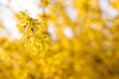 Forsythia в солнечном предыдущем саде весны стоковое изображение Forsythia в солнечном предыдущем саде весны стоковое изображение
