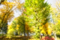 Forêt colorée par fond de tache floue, concept d'automne, l'espace de copie photo libre de droits Forêt colorée par fond de tache floue, concept d'automne, l'espace de copie photo libre de droits
