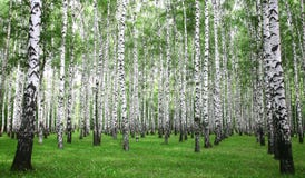 Forêt de bouleau d'été images libres de droits Forêt de bouleau d'été images libres de droits