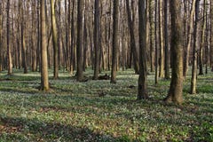 Forêt de zone inondable Photo libre de droits Forêt de zone inondable Photo libre de droits