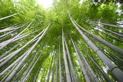 Forêt en bambou à Kyoto photo stock Forêt en bambou à Kyoto photo stock