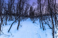 Forêt en parc national d'Abisko, Suède Photo libre de droits Forêt en parc national d'Abisko, Suède Photo libre de droits