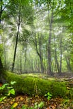 Forêt enchantée Forêt enchantée