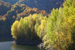 Forêt jaune en automne photos stock Forêt jaune en automne photos stock