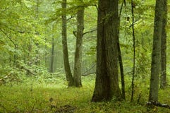 Forêt mélangée normale après pluie photos libres de droits Forêt mélangée normale après pluie photos libres de droits