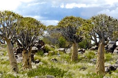 Forêt namibienne d'arbre de tremblement photo stock Forêt namibienne d'arbre de tremblement photo stock